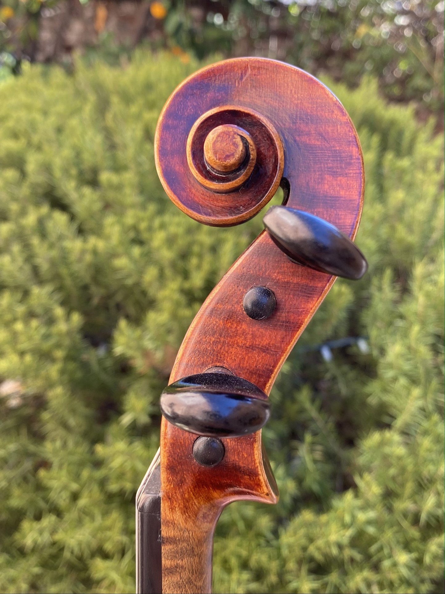 A.E. Fischer violin, #412, ca 1910, Bremen, GERMANY