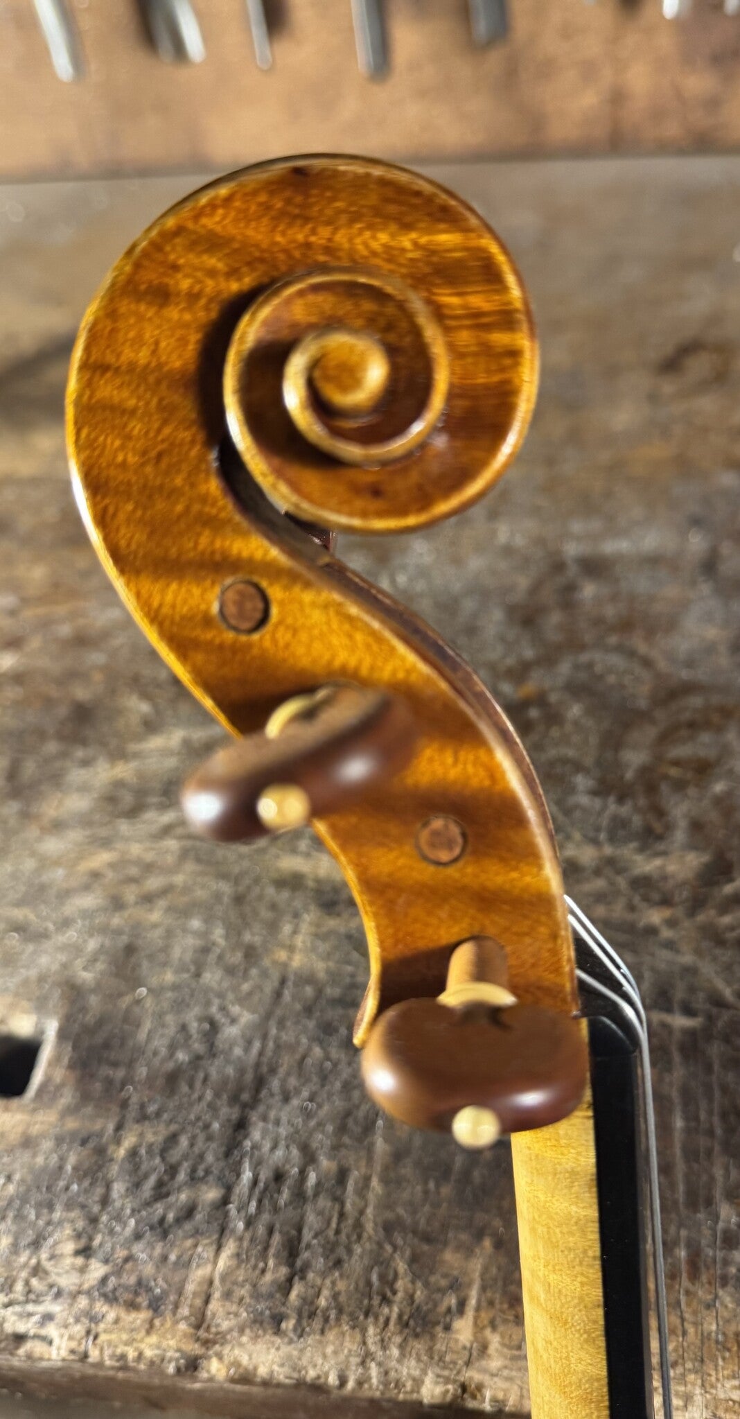 Stefano Trabucchi violin, 2025, Cremona | Metzler Violins